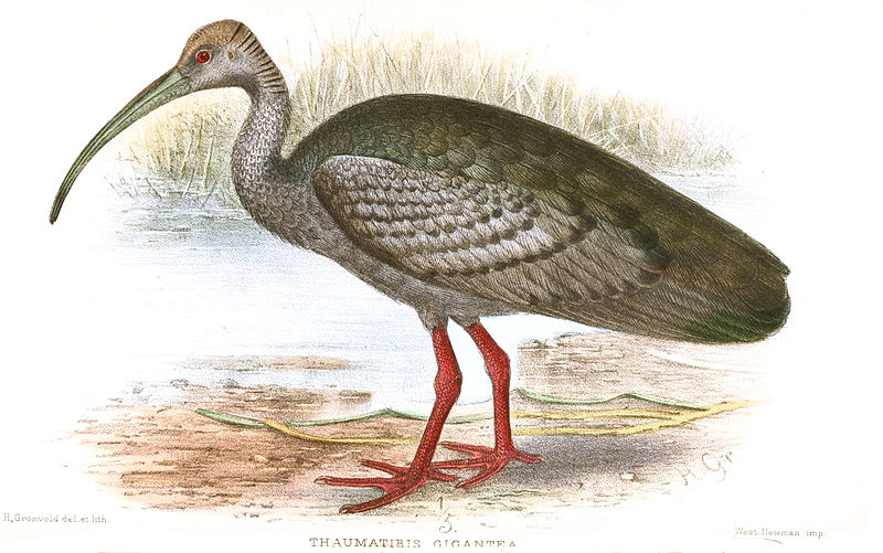 Pseudibis gigantea