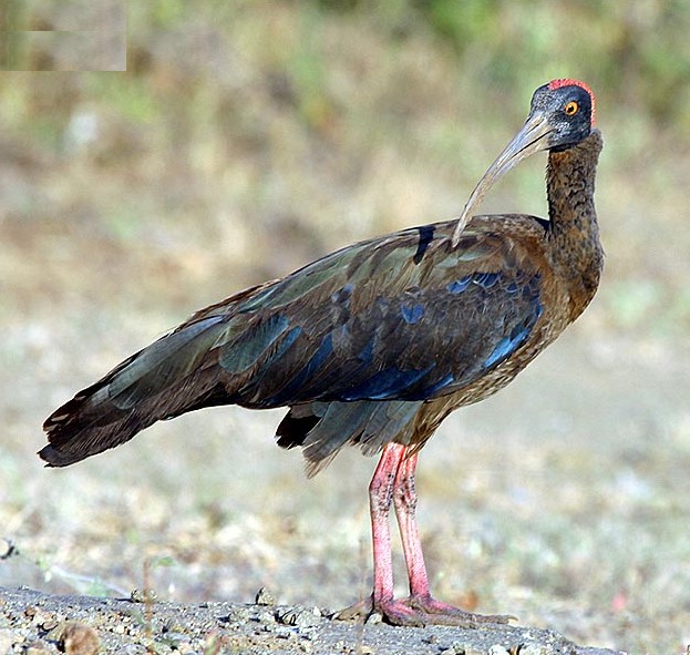 Pseudibis papillosa