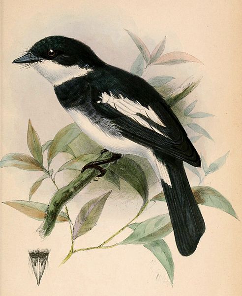 Pseudobias wardi