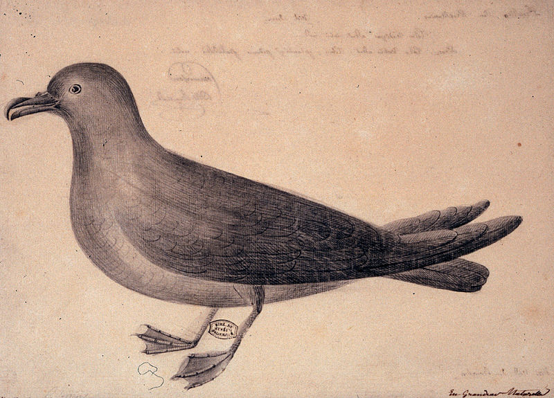Pseudobulweria aterrima
