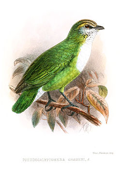 Pseudocalyptomena graueri
