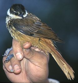 Pseudocolaptes boissonneautii