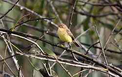 Pseudocolopteryx flaviventris