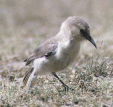 Pseudopodoces humilis