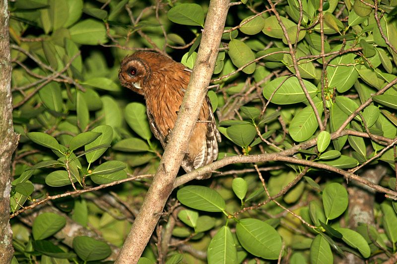 Pseudoscops grammicus