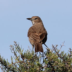 Pseudoseisura gutturalis