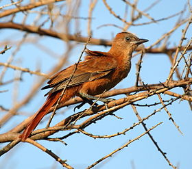 Pseudoseisura lophotes