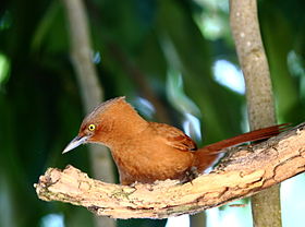 Pseudoseisura unirufa