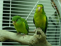 Psilopsiagon aurifrons