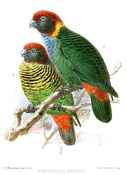 Psittacella picta