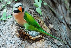 Psittacula alexandri