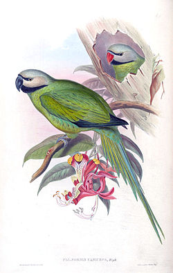 Psittacula caniceps