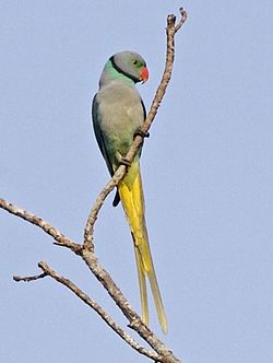 Psittacula columboides