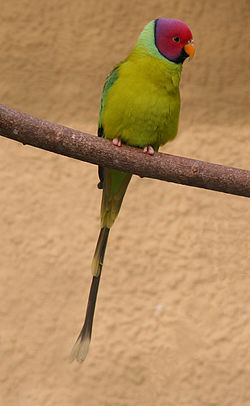 Psittacula cyanocephala