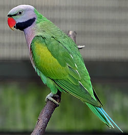 Psittacula derbiana
