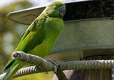 Psittacula echo