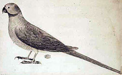 Psittacula exsul