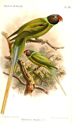 Psittacula finschii