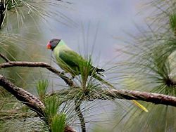 Psittacula himalayana