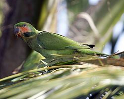 Psittacula longicauda
