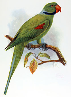 Psittacula wardi