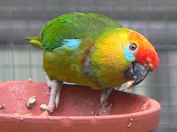 Psittaculirostris desmarestii