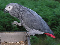 Psittacus erithacus