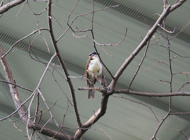 Psittiparus gularis
