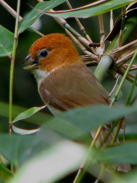 Psittiparus ruficeps