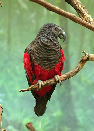 Psittrichas fulgidus