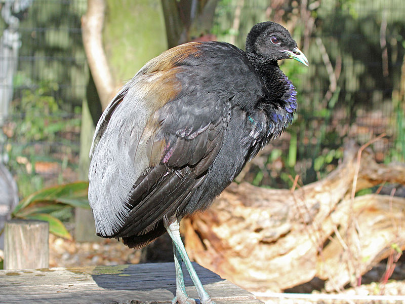 Psophia crepitans