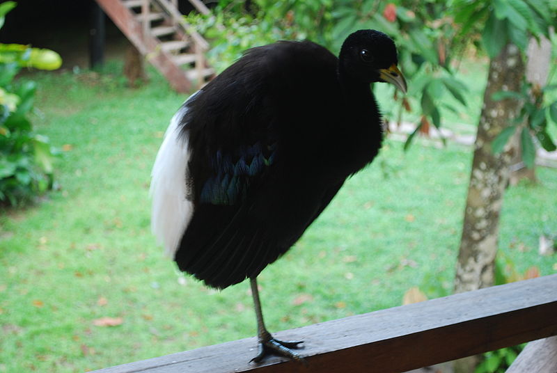 Psophia leucoptera