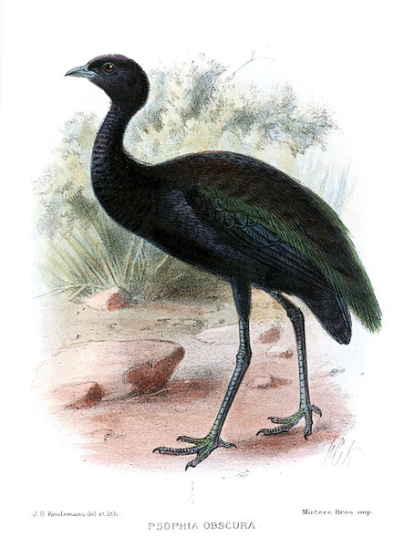 Psophia viridis