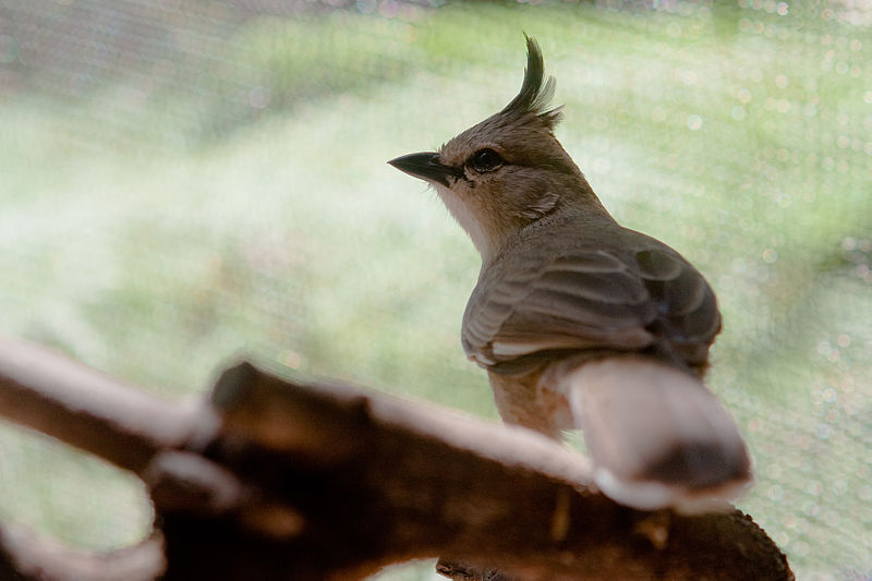 Psophodes occidentalis
