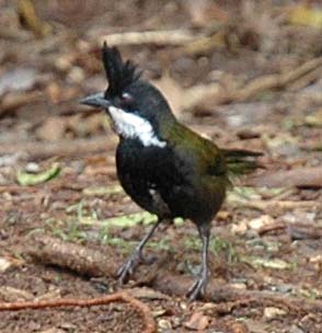 Psophodes olivaceus