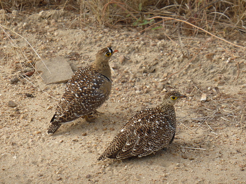 Pterocles bicinctus
