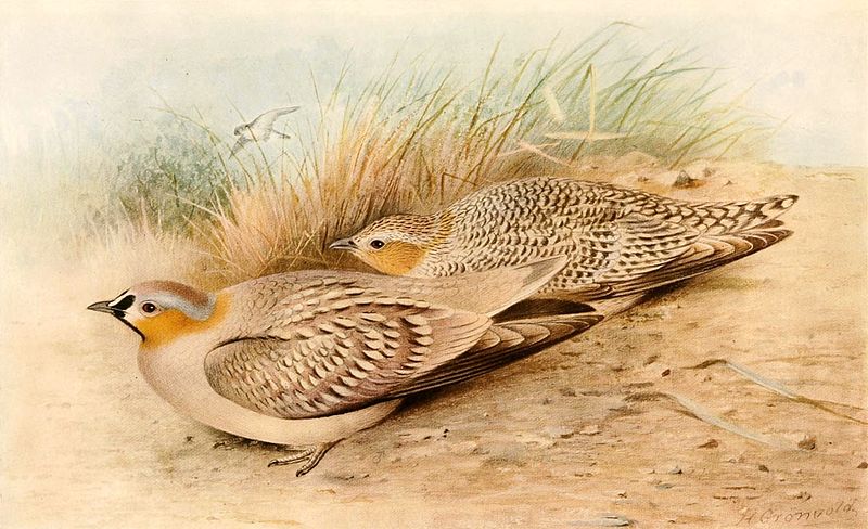 Pterocles coronatus