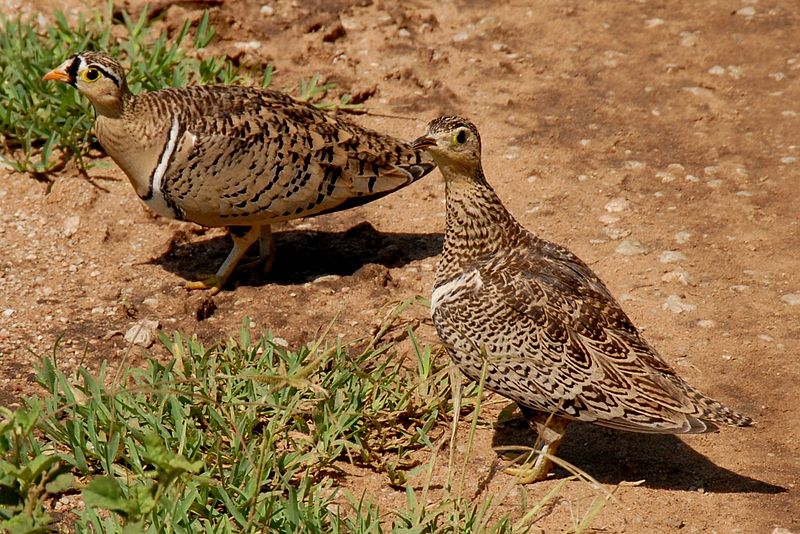 Pterocles decoratus