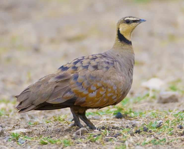 Pterocles gutturalis