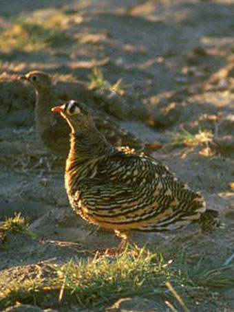 Pterocles lichtensteinii