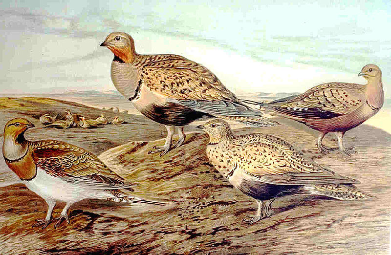 Pterocles orientalis