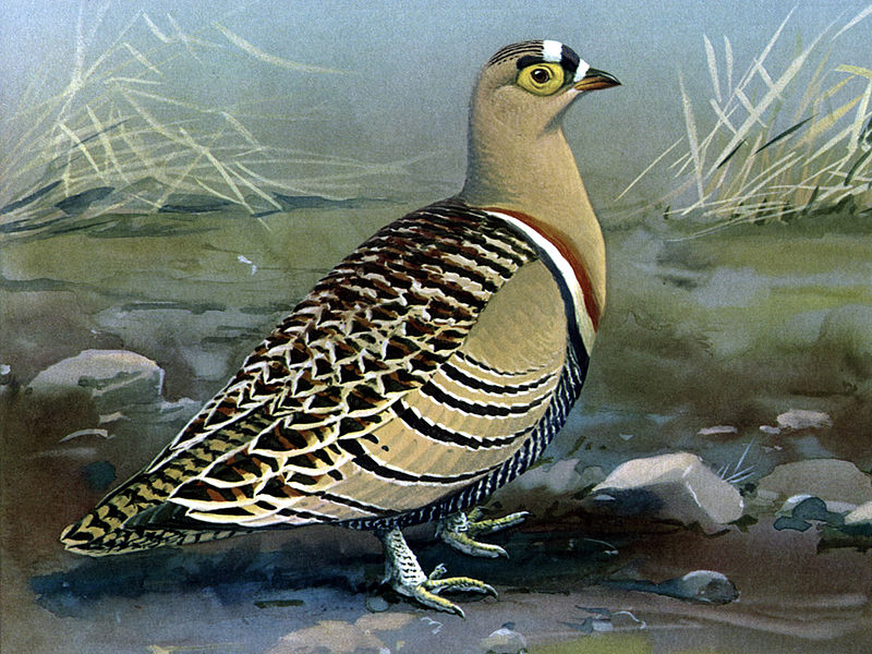 Pterocles quadricinctus