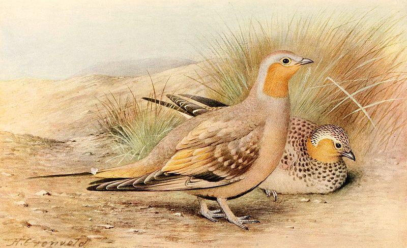 Pterocles senegallus