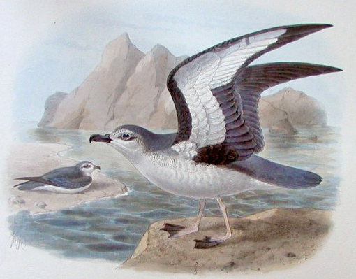 Pterodroma axillaris