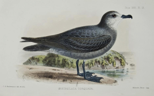 Pterodroma brevipes