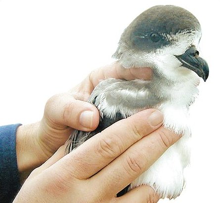 Pterodroma cahow
