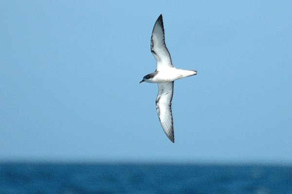 Pterodroma cookii