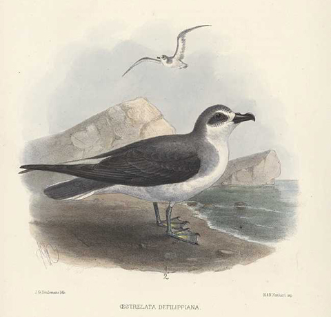 Pterodroma defilippiana