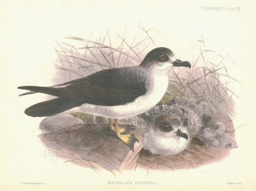 Pterodroma externa