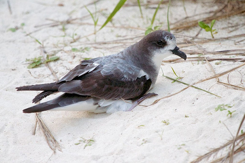 Pterodroma hypoleuca